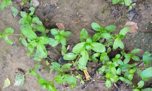 Наблюдение на iNaturalist