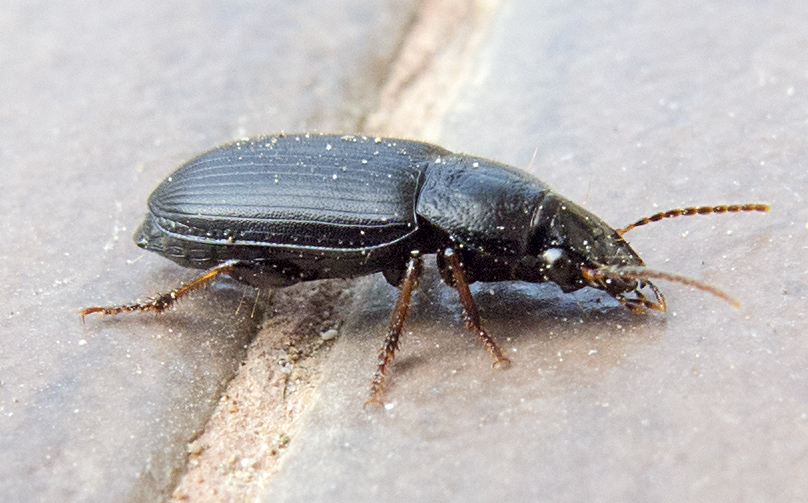 Harpalus signaticornis