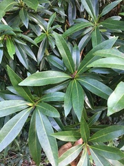 Xanthostemon chrysanthus