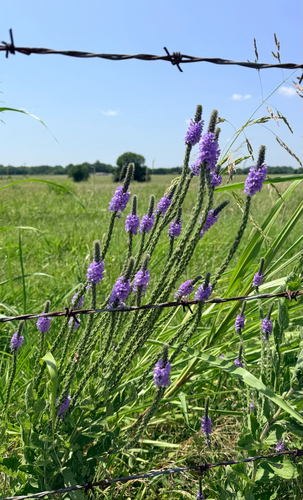 hoary vervain