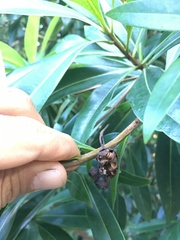 Xanthostemon chrysanthus