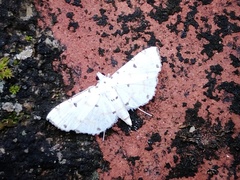 Pycnarmon