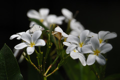 Belenois aurota