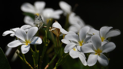 Belenois aurota