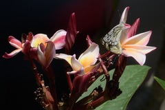 Belenois aurota