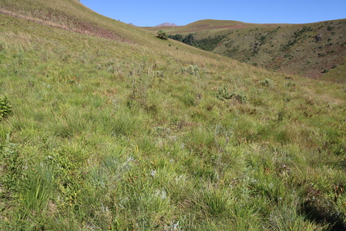 Artemisia afra, photograph 4