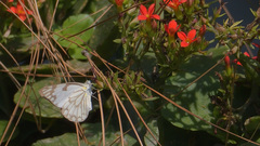 Belenois aurota