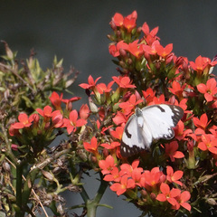 Belenois aurota