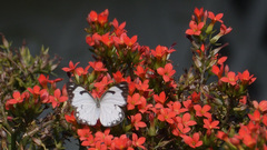 Belenois aurota