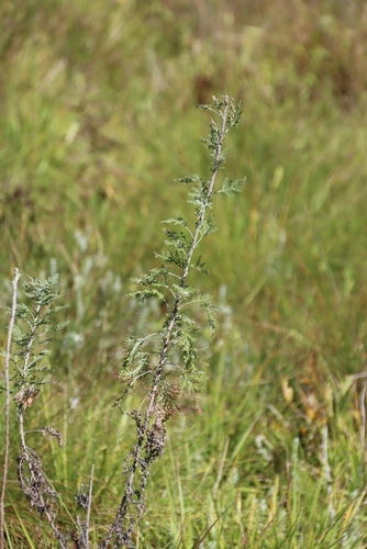 Artemisia afra, photograph 3