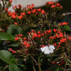 Belenois aurota