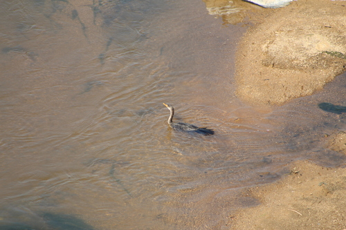 iNaturalist: (c) tylas_terrain, some rights reserved (CC BY-NC) iNaturalist image