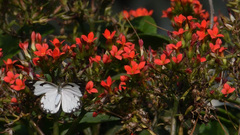Belenois aurota