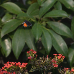 Talicada nyseus