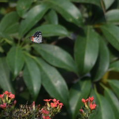 Talicada nyseus