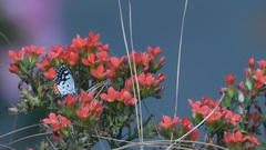 Talicada nyseus