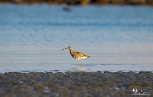 iNaturalist image