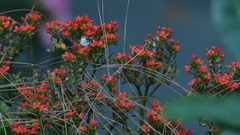 Talicada nyseus