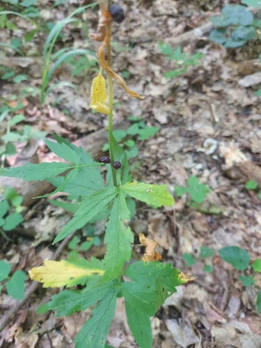 Cardamine bulbifera, photograph 3