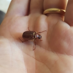 Holochelus