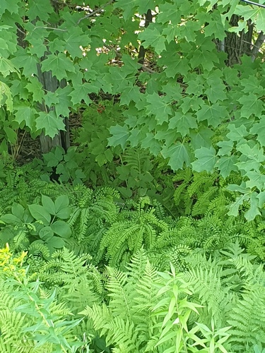 northern maidenhair fern