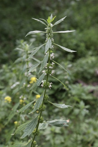 Leonurus turkestanicus, photograph 2