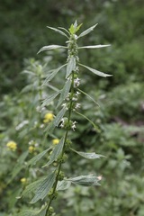 Leonurus turkestanicus, photograph (c) Dr. Alexey Yakovlev, some rights reserved (CC BY)