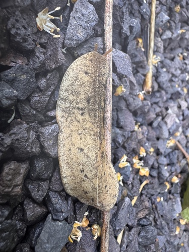 Veronicella cubensis observed 2026-07-23