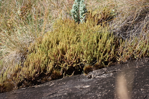 Crassula lanceolata