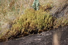 Crassula lanceolata