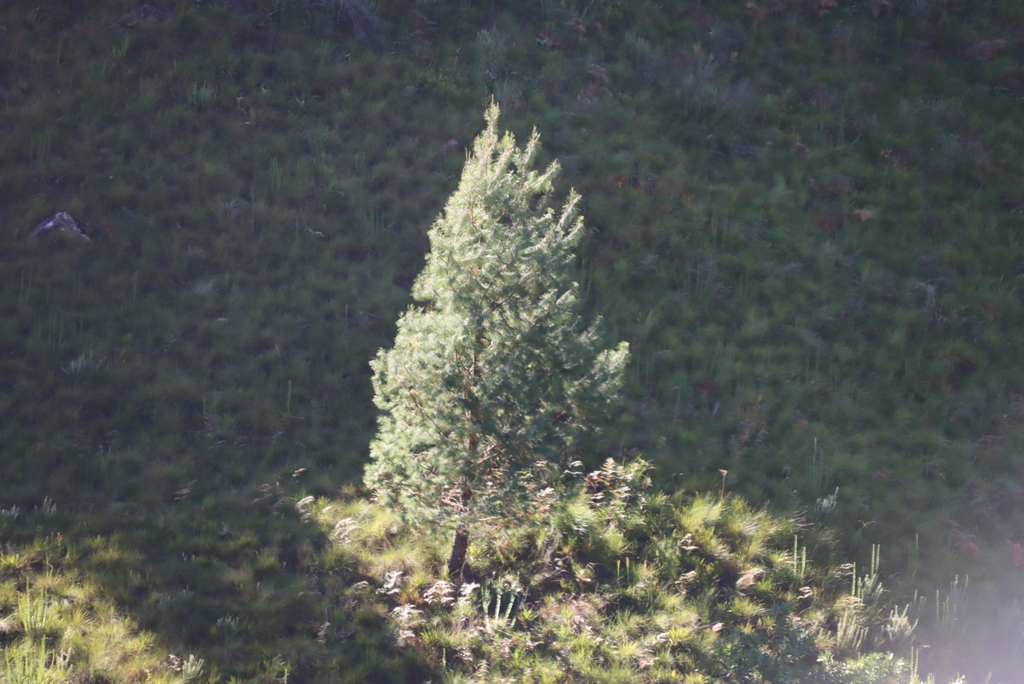 Pinus patula; photograph (c) Tony Rebelo, some rights reserved (CC BY-SA)