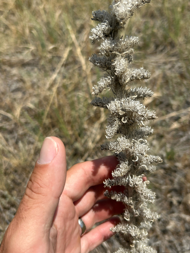 Oreocarya virgata, photograph 2