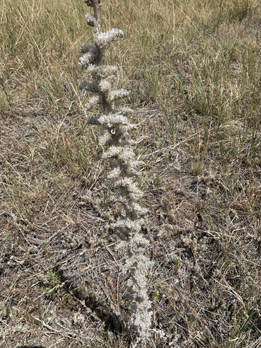 Oreocarya virgata, photograph 3