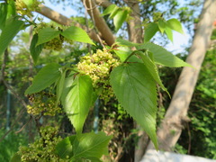 Aphananthe aspera