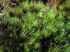 Campylopus hawaiicus