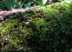 Campylopus hawaiicus