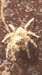 Plexippoides flavescens