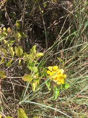 Lantana depressa
