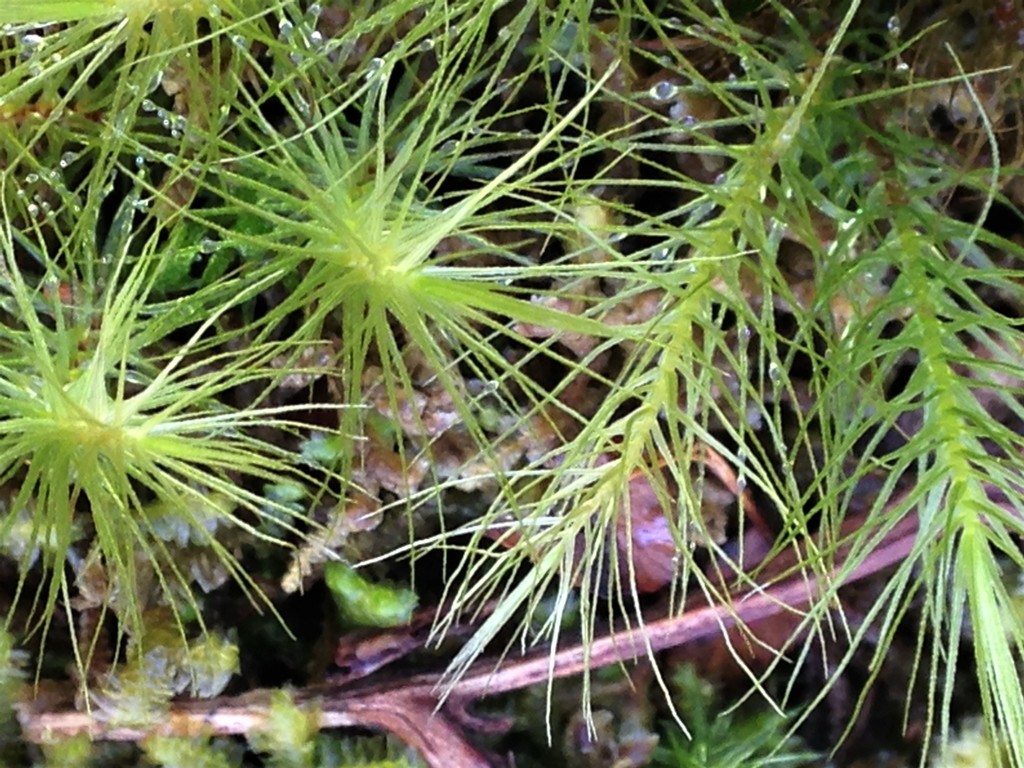 Pyrrhobryum pungens