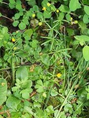 Ranunculus auricomus