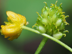 Ranunculus auricomus