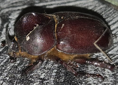 Phyllognathus excavatus