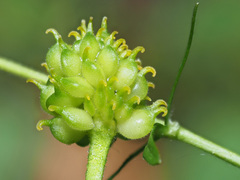Ranunculus auricomus
