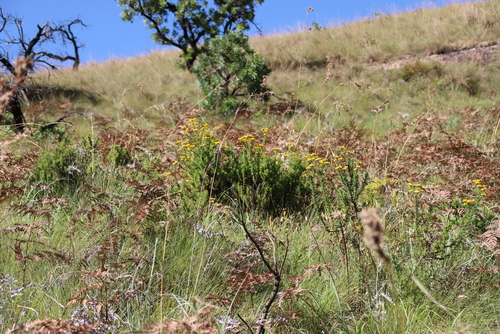 Phymaspermum acerosum