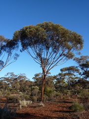 Eucalyptus ravida