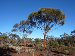 Eucalyptus ravida