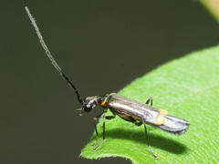 Malthodes marginatus