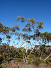Eucalyptus hypolaena