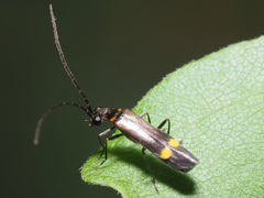 Malthodes marginatus