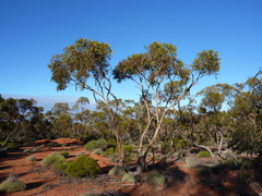 Eucalyptus platycorys
